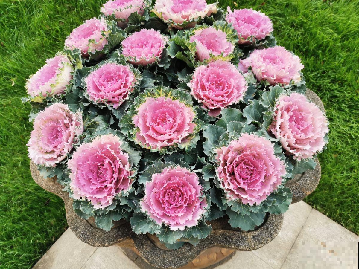 3种耐寒花，冬天养没问题，零下20度也能开花