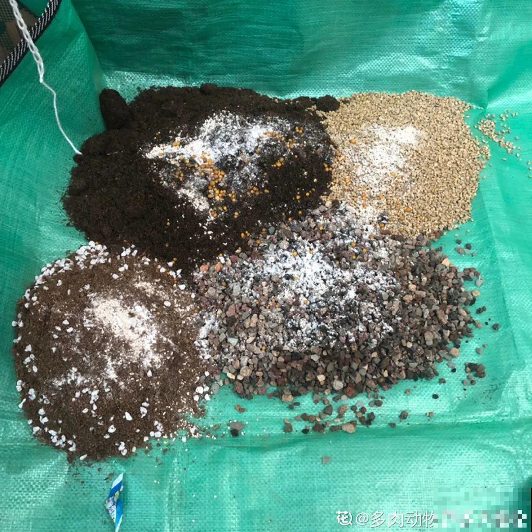 花园三剑客也要换盆,越冷长得越旺,明年呼呼开花 花园三剑客也要换盆,越冷长得越旺,明年呼呼开花