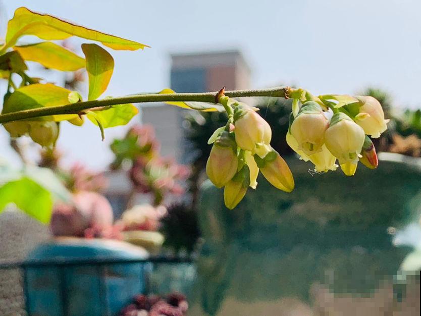 院子里种4种“守家树”,果子结满枝条,还有兴旺子孙好兆头 院子里种4种“守家树”,果子结满枝条,还有兴旺子孙好兆头