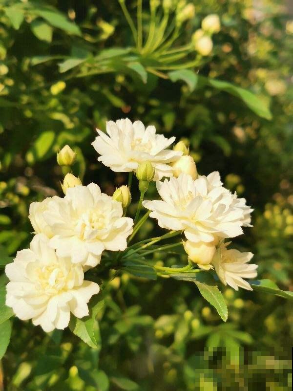 这4种花最适合养在阳台，好养易爆盆，打造优美小花园