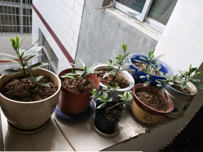 6种花，二月底快扦插，十几天就生根