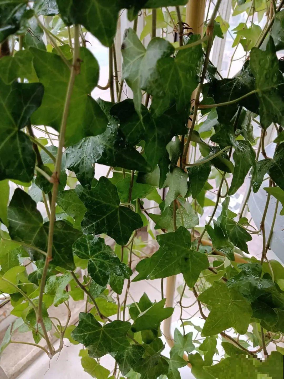 10种过年花，湿养能活命，干养会送命！