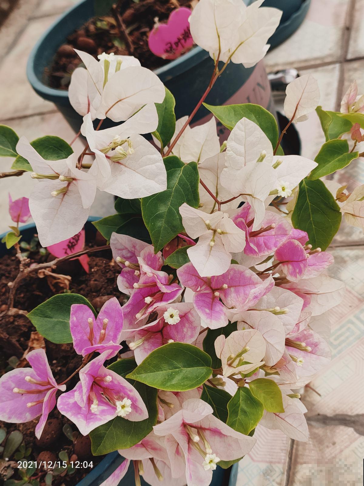 常见的3种花，不开花的原因很多，改改方法就能开