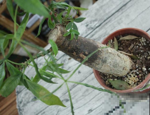 家养发财树，年年有钱数，5个方法让发财树爆芽，记住就赚大了