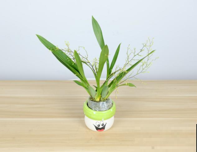 文心兰品种多，常见这5种，哪种都很好