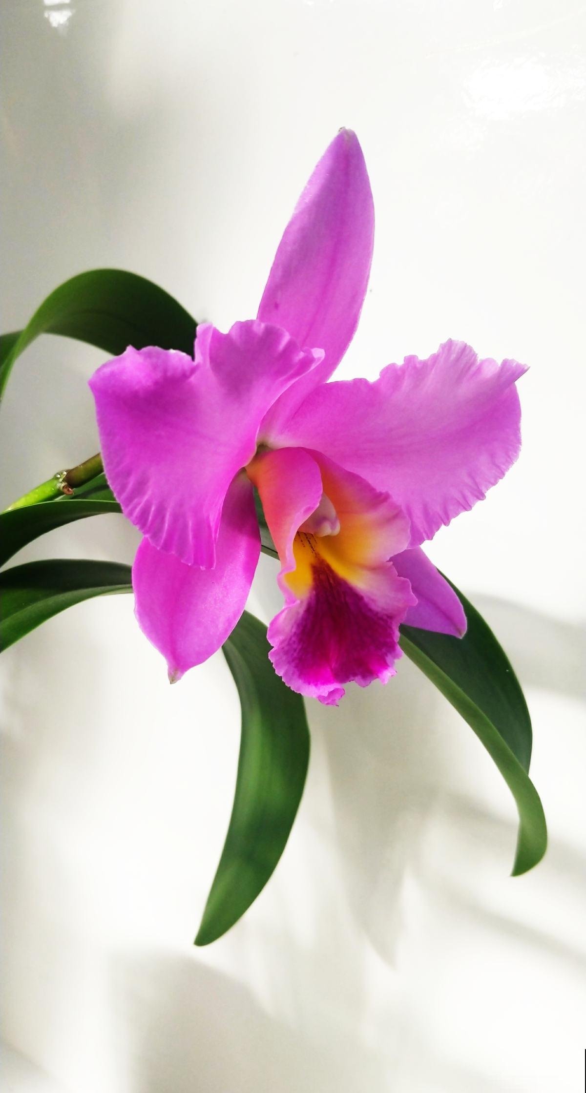 初春去花市，4种花再便宜也不要买，买回家养不了多久就死