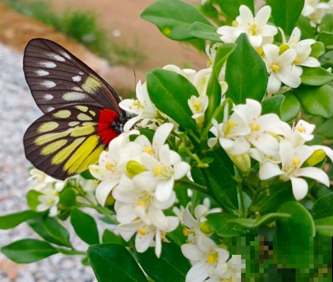 这4种植物寓意很好,代表勇气和坚强,非常适合家里养殖 这4种植物寓意很好,代表勇气和坚强,非常适合家里养殖