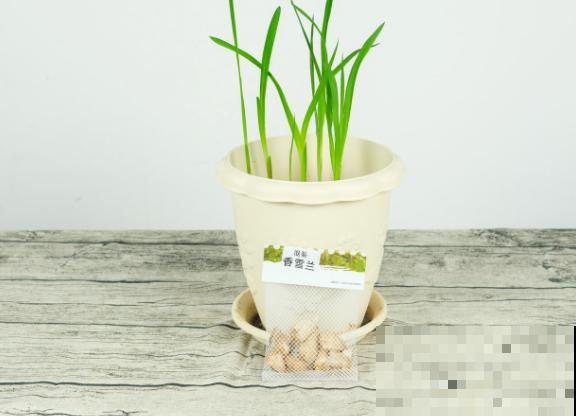 土里埋个“大蒜头”,开出花串子,满屋子都是香味 土里埋个“大蒜头”,开出花串子,满屋子都是香味