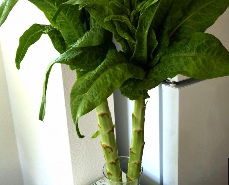 种植莴苣注意这4点，轻松长好，在家也能种菜