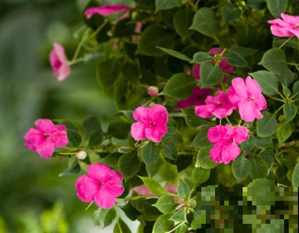 凤仙花养殖，如果不注意这4点，小心不开花