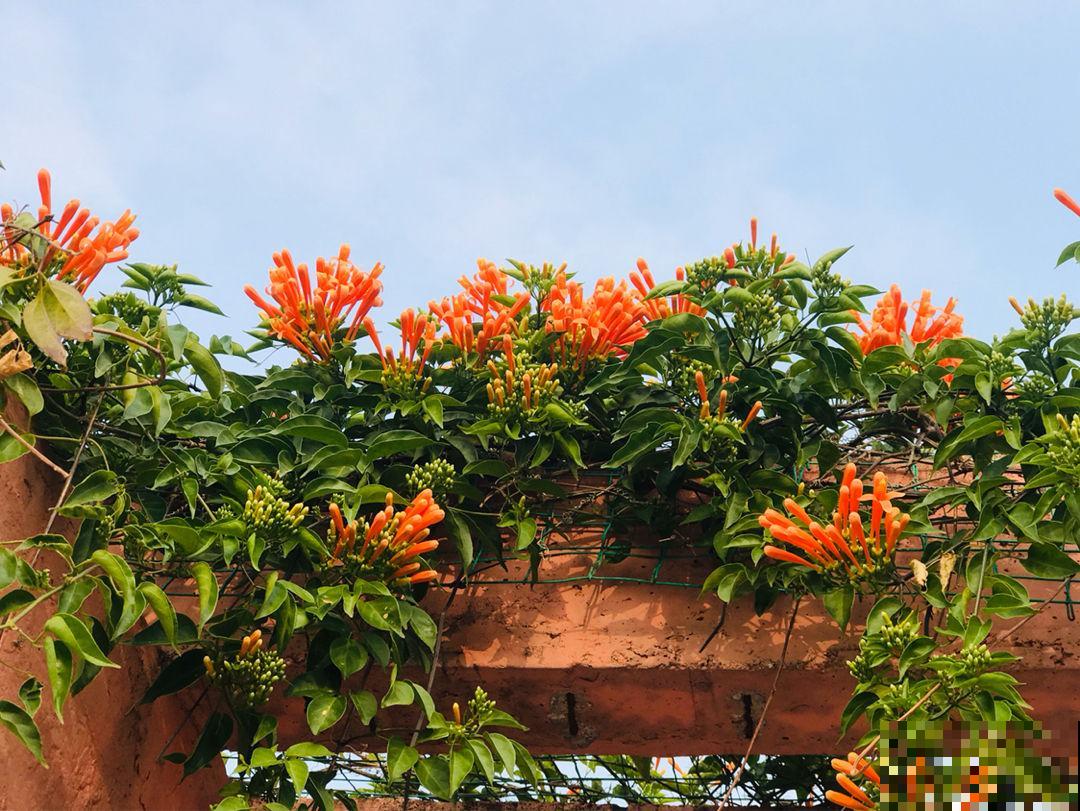冬天家门口的炮仗花，满屋墙上红红火火，还有招财好兆头