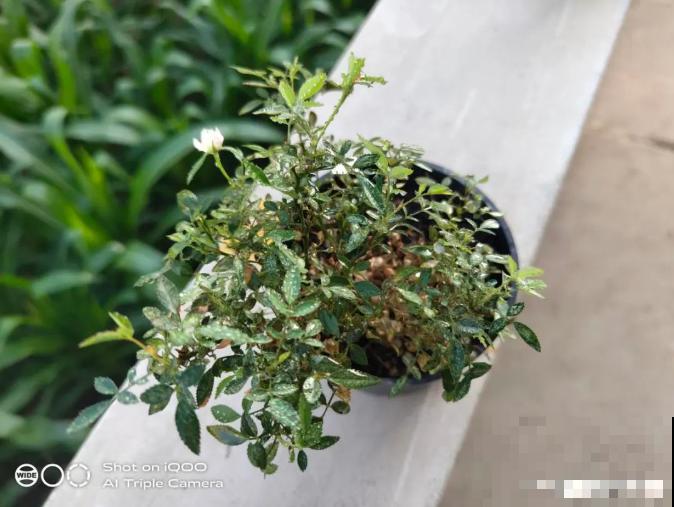 三伏天,花草难度夏,有问题来问我吧! 三伏天,花草难度夏,有问题来问我吧!