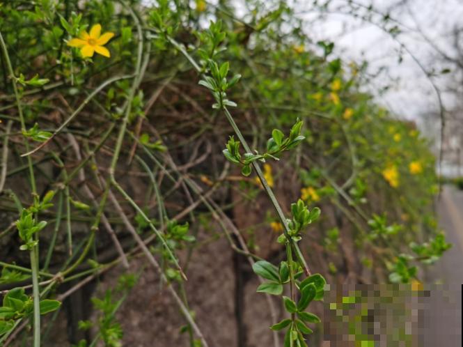 院子养棵迎春花,适应能力强,开花好看 院子养棵迎春花,适应能力强,开花好看