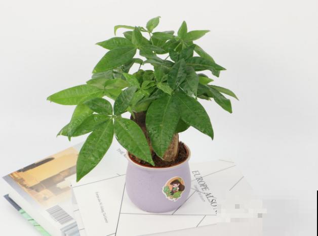 发财树一摁就变软，赶紧泡多菌灵，不然花全死了