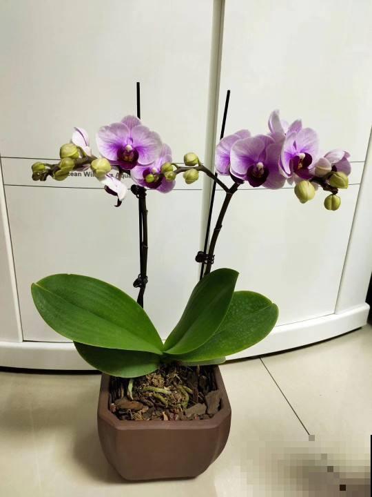 室内养花摆放位置有讲究，放对了有招财进宝好意头，赶紧来学学