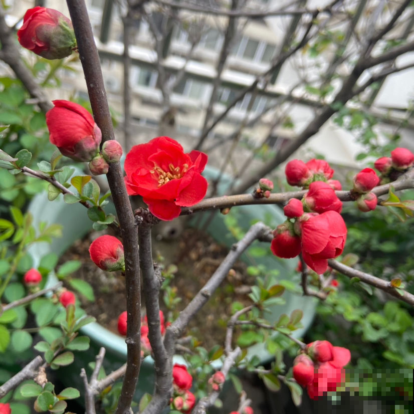 你的爱情是什么样子，从养花中就能看出来