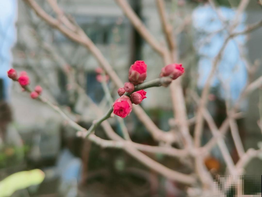 大花蕙兰太贵,掉个花苞都心疼,快来注意这3点! 大花蕙兰太贵,掉个花苞都心疼,快来注意这3点!