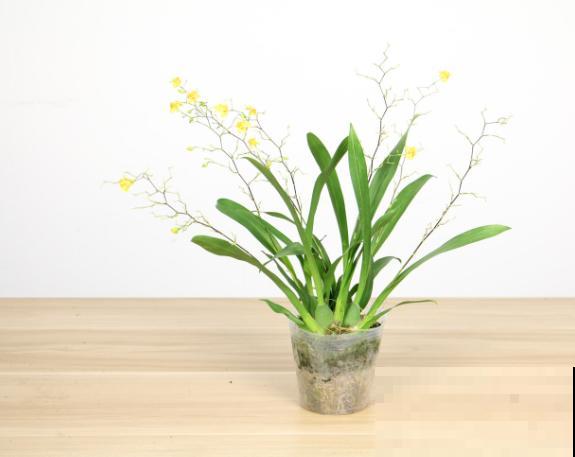 文心兰出花剑后，这4点要注意，以免养殖出问题