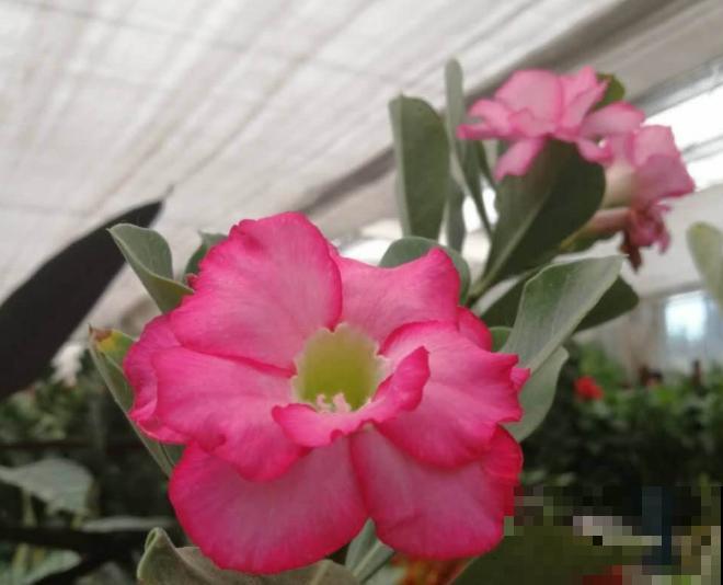 养了一年的飘香藤不开花，居然是4个要点没注意，还好及时发现