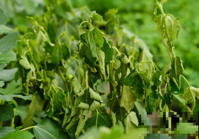 院子里种棵无花果，春天狠心剪一刀，咕嘟咕嘟冒果子