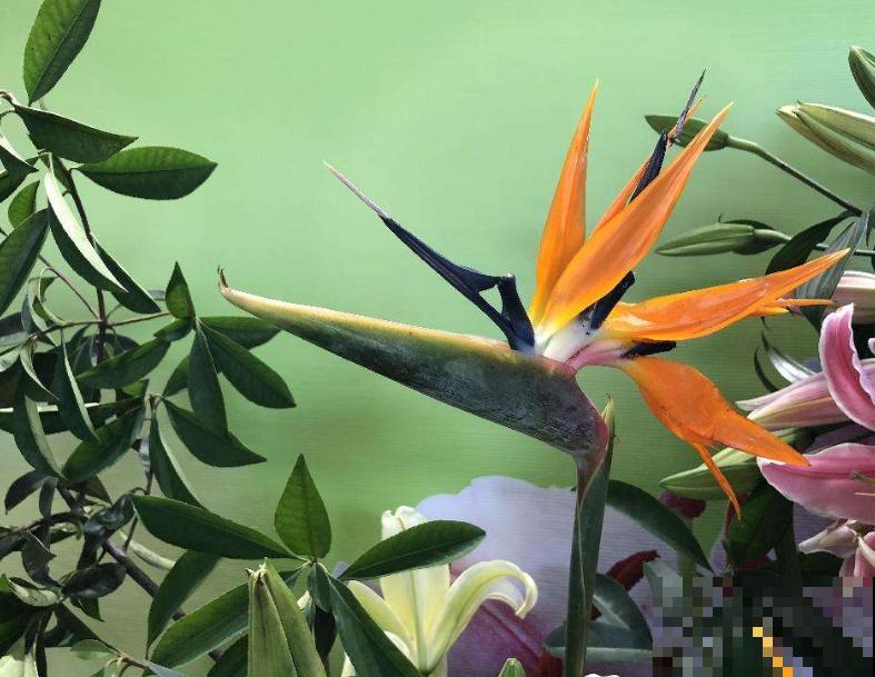 贵气十足的绿植，有格调的人都会养，关键要学会喷水