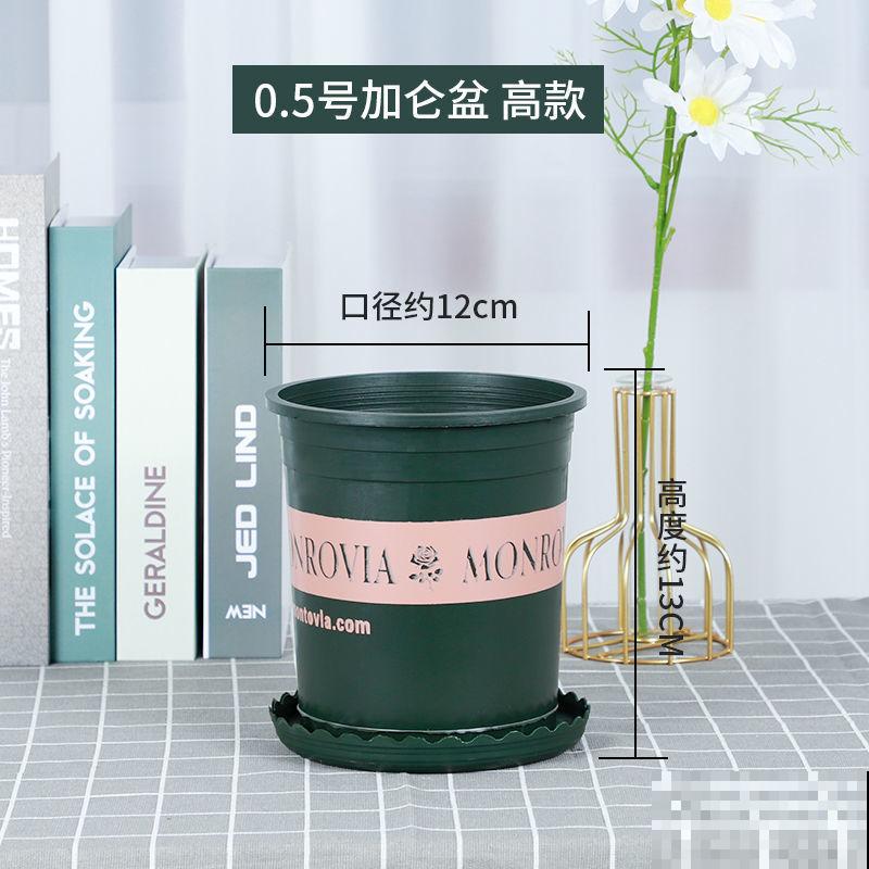 1种香草种家里，春天呼呼开爆盆，还能摘下来做菜吃