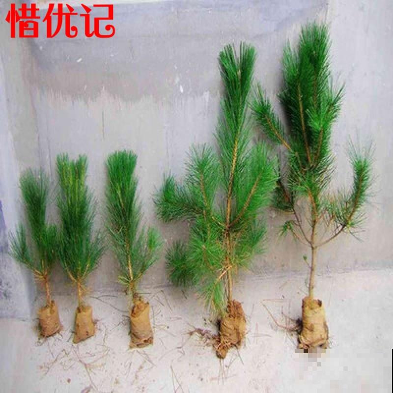 四季常青的植物，家里养一盆，一年到头有生机