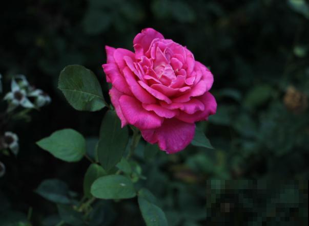 盆栽月季都很难养活,主要是和这4点有关,解决好轻松养殖 盆栽月季都很难养活,主要是和这4点有关,解决好轻松养殖