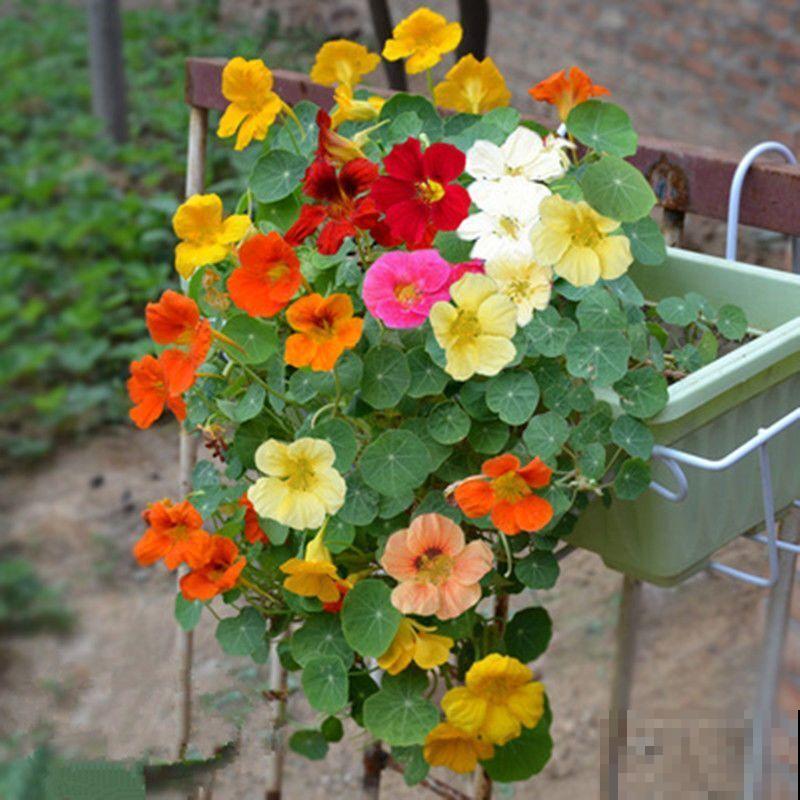 旱金莲种植以后，注意这3点，花期从六月到十月