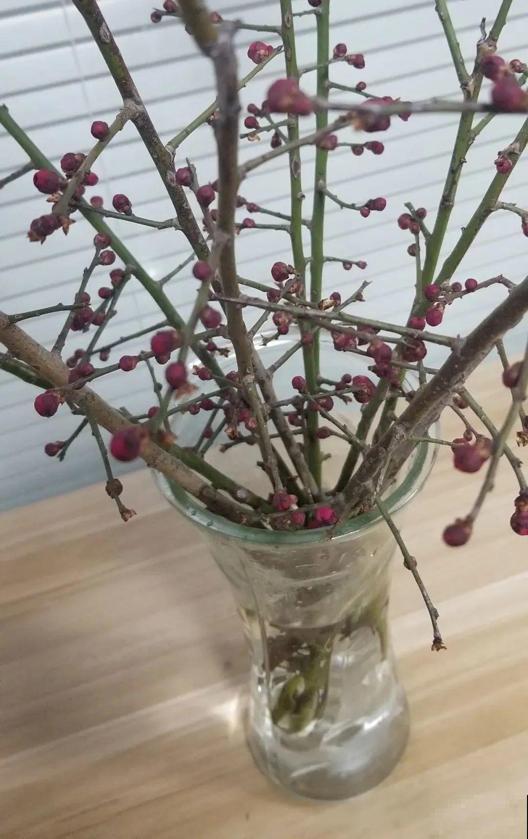 1种花剪几根枝,插水里3天就开花,迎春报喜,花香四溢 1种花剪几根枝,插水里3天就开花,迎春报喜,花香四溢