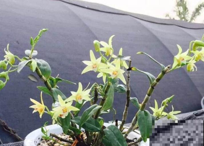 1种耐阴花开爆盆，花后掐掉残花，还能接着开爆盆