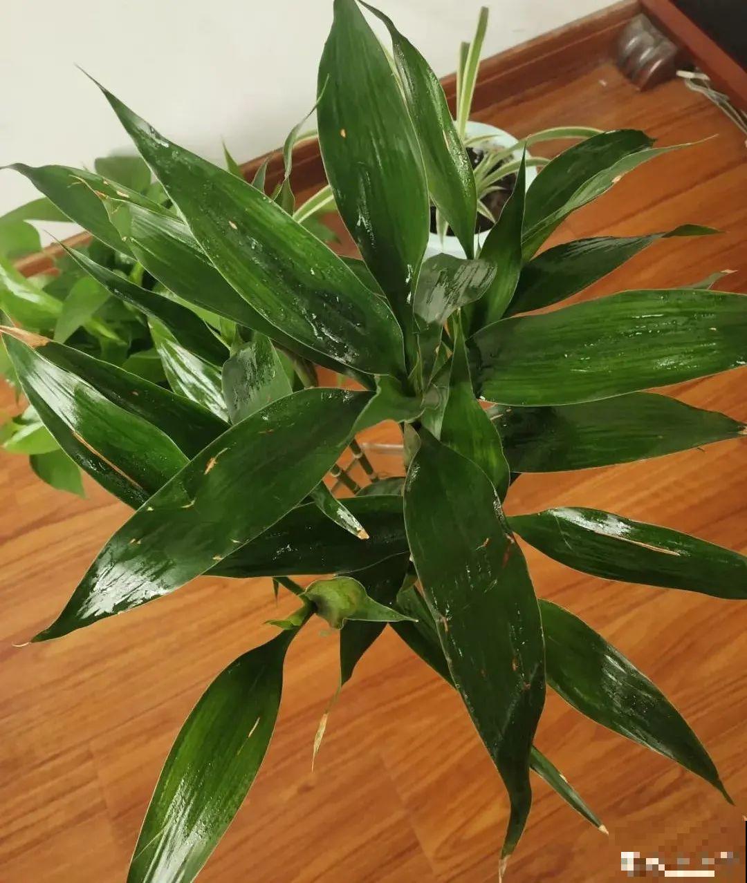 老人常说,6种吉祥花,轻易不开花,开花据说有好运 老人常说,6种吉祥花,轻易不开花,开花据说有好运