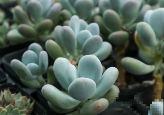 多肉掐个枝条，插水里变多盆，买花再也不花冤枉钱