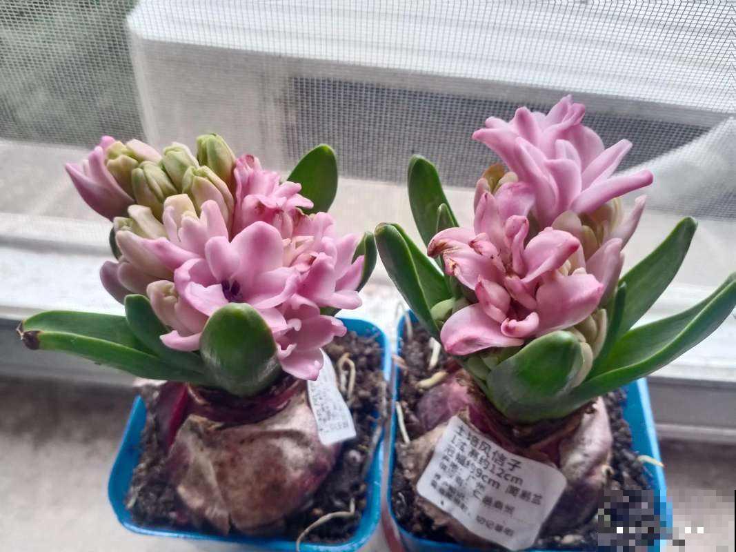 马上过年,这10种年宵花闭眼入,不会踩雷 马上过年,这10种年宵花闭眼入,不会踩雷