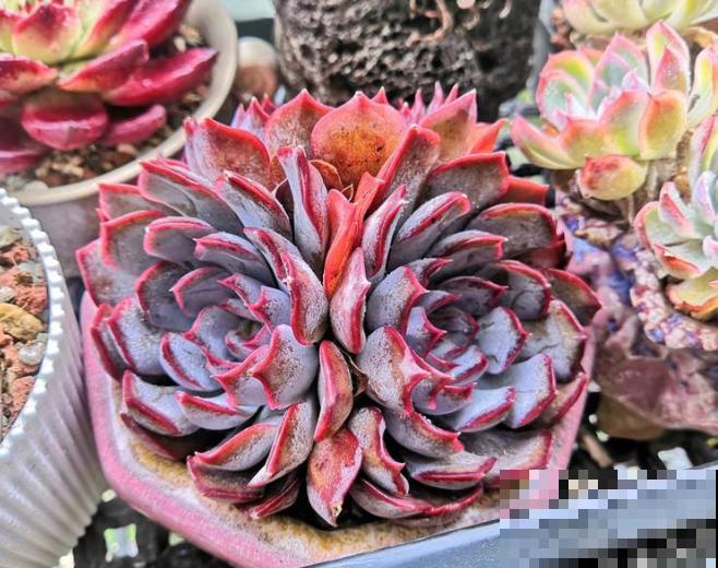 月影系的多肉，好看又好养，这5种在家养过嘛