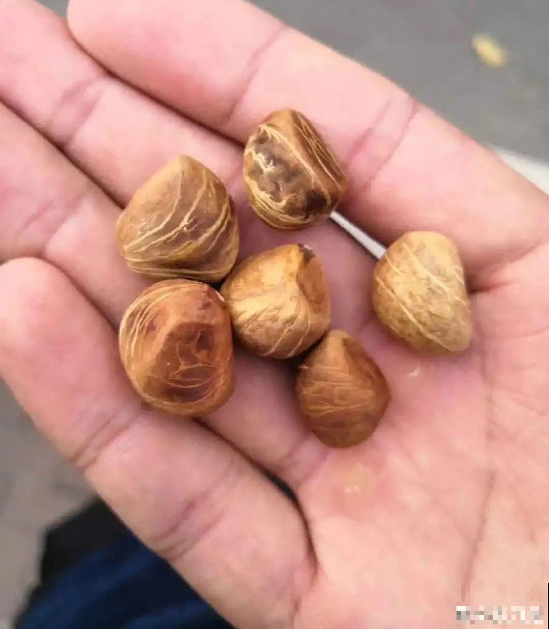 老人常说,6种吉祥花,轻易不开花,开花据说有好运 老人常说,6种吉祥花,轻易不开花,开花据说有好运