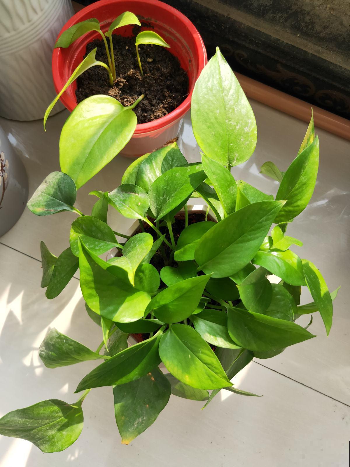 4种花吸废气制氧气,养在家里养人养身心,关键是好养 4种花吸废气制氧气,养在家里养人养身心,关键是好养