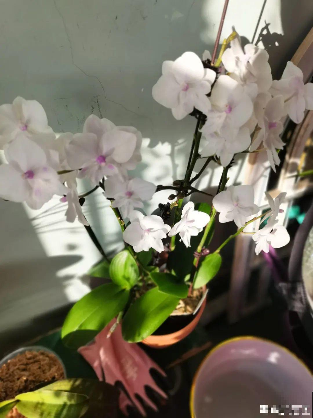 9种花不能暴晒，晒得越多花越不好，找阴凉地养