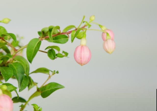 这5种植物，可以养成垂吊造型，好看易好养