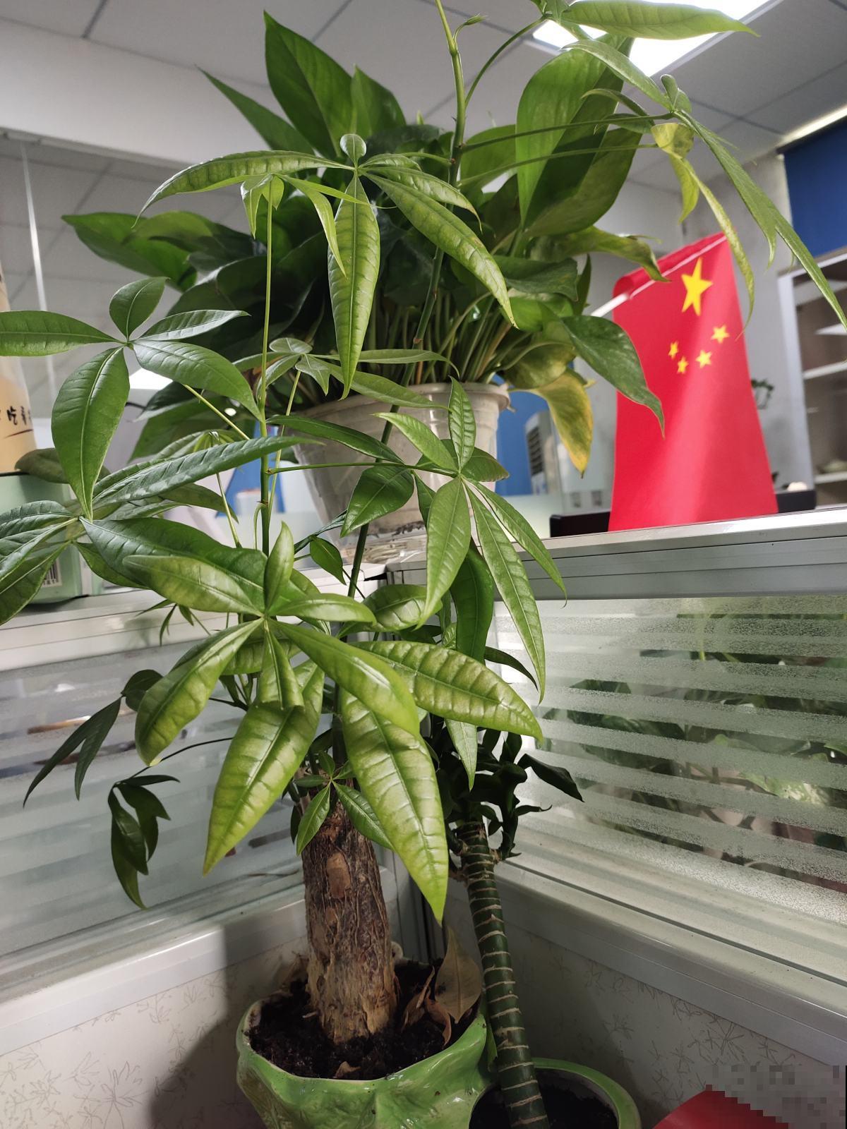 家庭养花位置摆放有讲究,要想家运旺,吉祥植物少不了 家庭养花位置摆放有讲究,要想家运旺,吉祥植物少不了