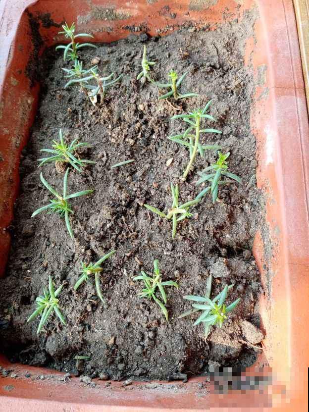 春天扦插4种花，剪个枝条插土里，嗖嗖冒芽，俩月开花