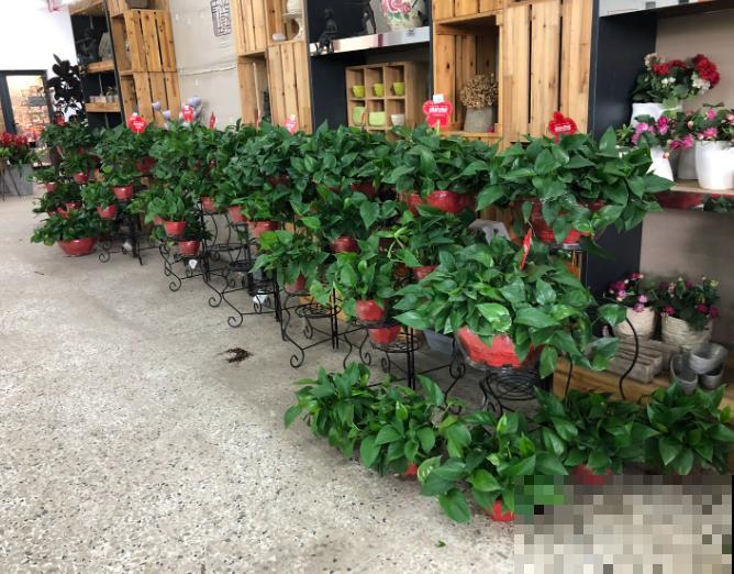 绿萝叶子黄恹恹，注意4要点，叶子绿得直发光