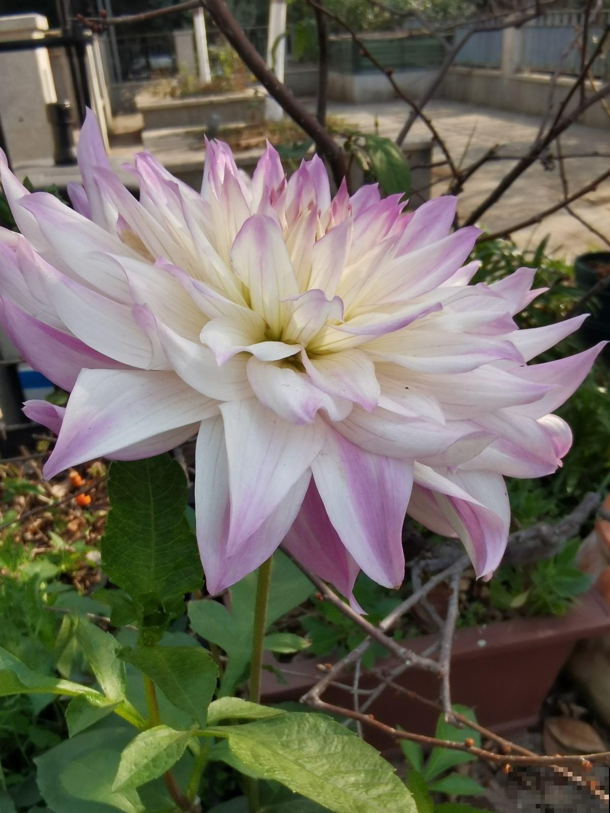 春天扦插4种花，剪个枝条插土里，嗖嗖冒芽，俩月开花