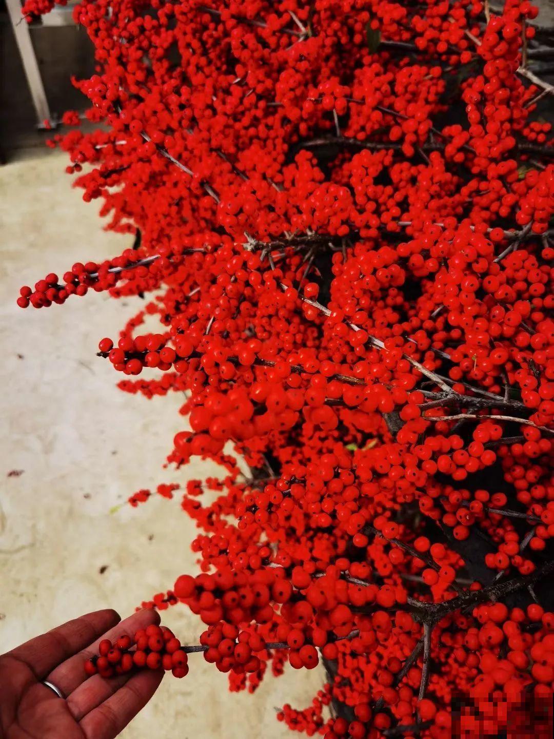 家里养盆北美冬青,红红火火,财源广进 家里养盆北美冬青,红红火火,财源广进