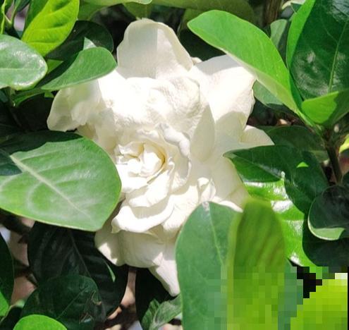 7种花,女人最爱,看到就走不动路,爱不释手 7种花,女人最爱,看到就走不动路,爱不释手