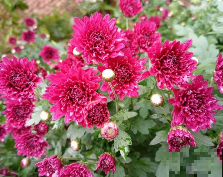 千头菊的养殖很简单，在家养一盆，做好这4点轻松爆盆