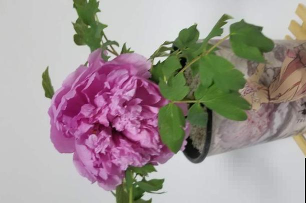 春天抓紧牡丹小尾巴，掌握4要点种盆栽，还能赶上开花！