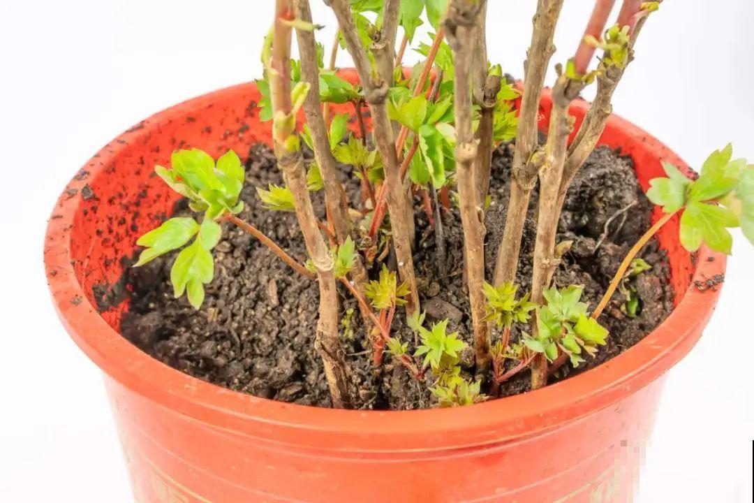 花中之王牡丹,过年家里备一盆,艳压群芳! 花中之王牡丹,过年家里备一盆,艳压群芳!