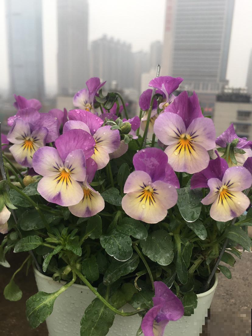 春天爆花的7种花,个个都有福气,加点酸水更爆盆 春天爆花的7种花,个个都有福气,加点酸水更爆盆