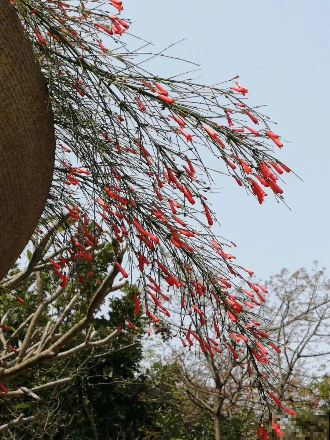过年烟花没看够，快养这9种花，开花更美